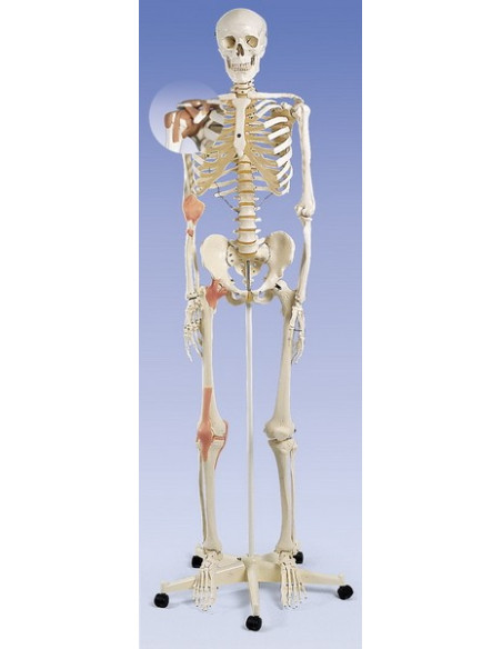 Kostur sa prikazom ligamenata