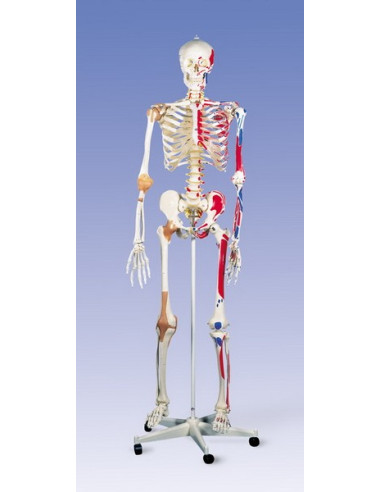 Kostur sa mišićima i ligamentima