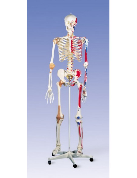 Kostur sa mišićima i ligamentima