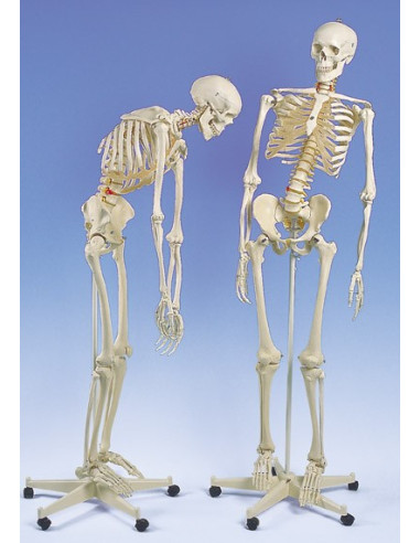 Kostur fleksibilne kralježnice