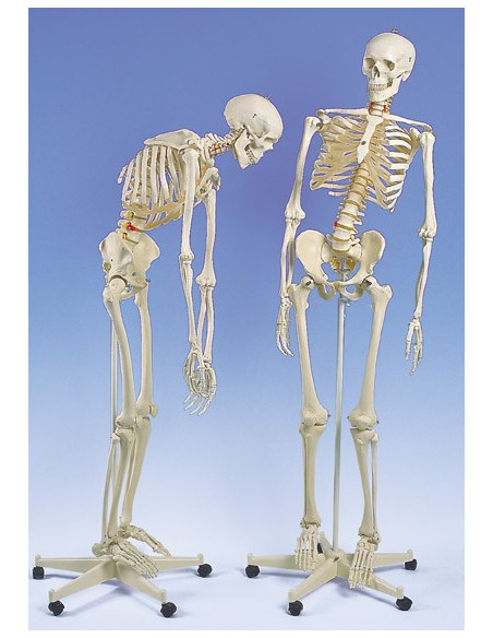 Kostur fleksibilne kralježnice