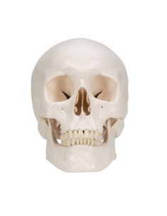 Lubanja standardna, 3 dijela 2