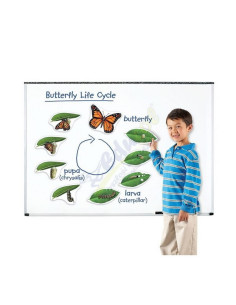 Komplet magneta - razvojni ciklus leptira