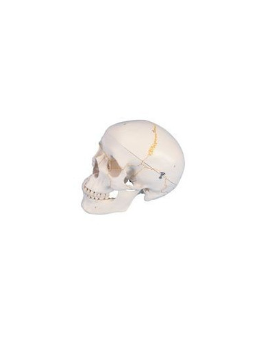 Lubanja numerirana, 3 dijela