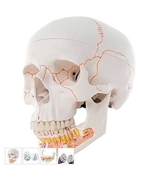 Lubanja s otvorenom čeljusti