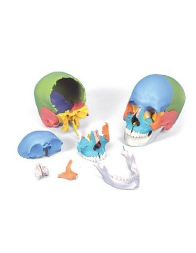 Lubanja didaktička 22 dijela