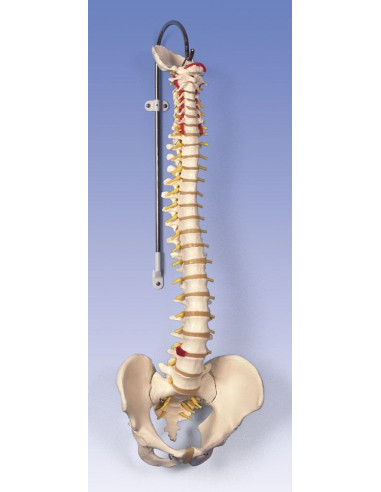 Kralježnica fleksibilna klasik