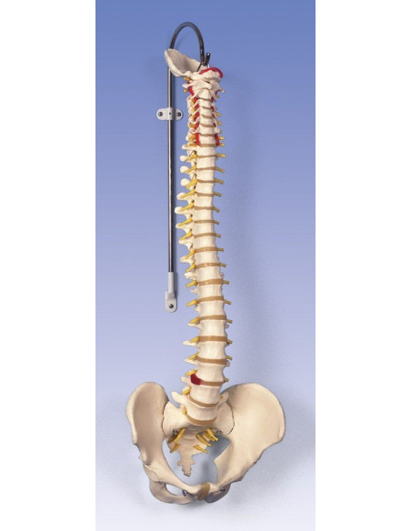 Kralježnica fleksibilna klasik