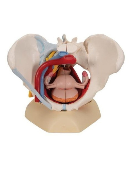 Žen. zdjelica s ligamentima