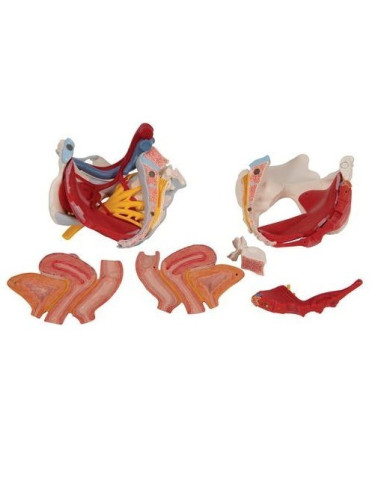 Žen. zdjelica s ligamentima