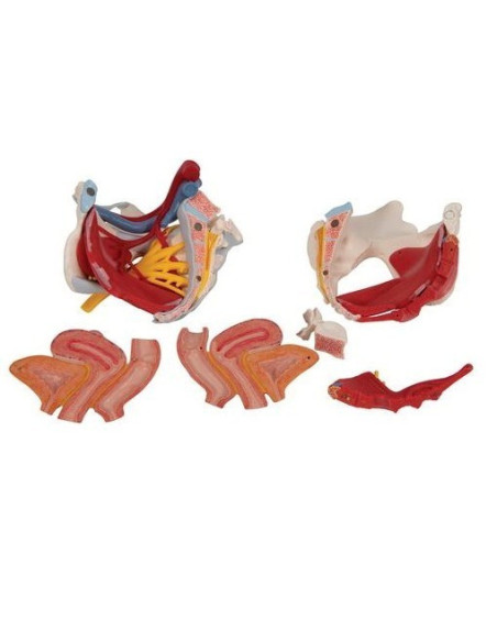 Žen. zdjelica s ligamentima