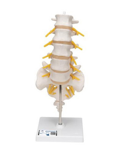 Lumbalna kralježnica