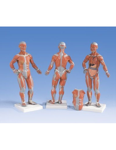 Muskulatura manja, 2 dijela