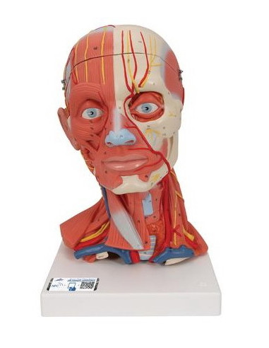 Muskulatura glave i vrata