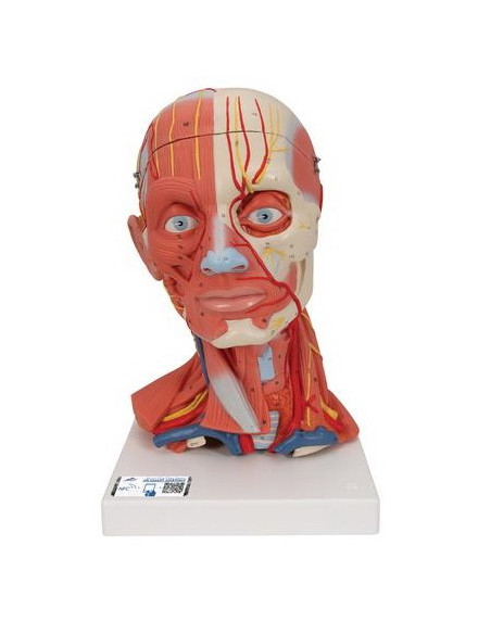 Muskulatura glave i vrata