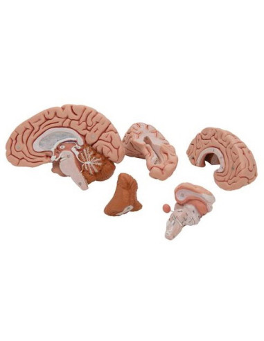Mozak 5 dijelova