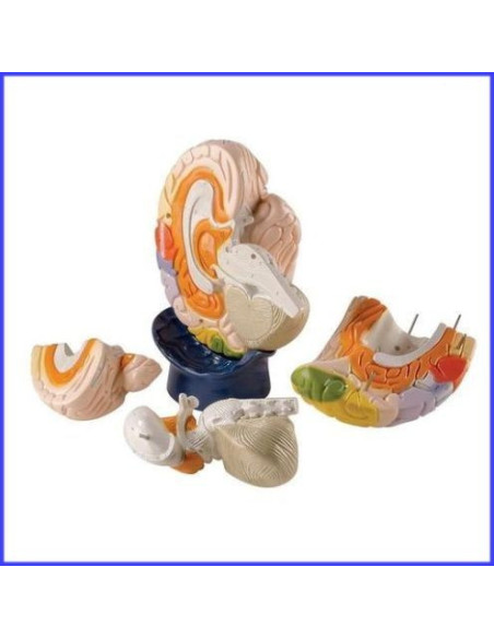 Veliki funkcionalni mozak