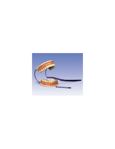 Veliki model Zubne njege