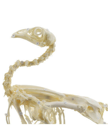 Kostur kokoši s prozirnim poklopcem