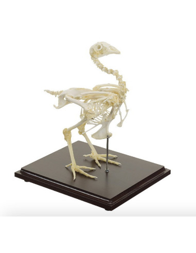 Kostur kokoši s prozirnim poklopcem