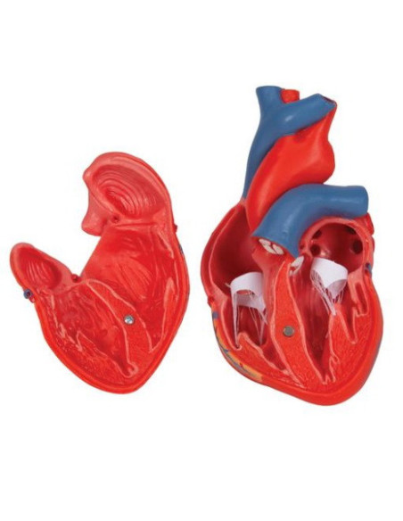 Srce klasično, 2 dijela