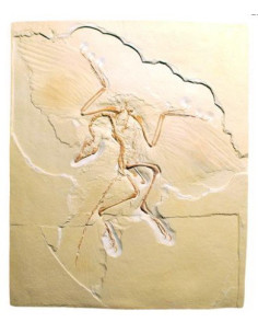 Model fosila praptice