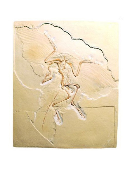 Model fosila praptice