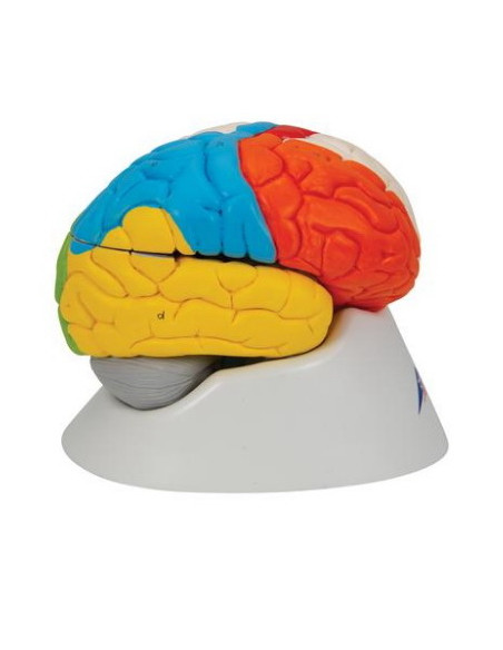 Mozak neuro-anatomski 8 dijela