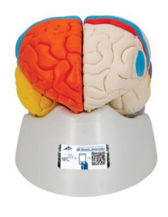 Mozak neuro-anatomski 8 dijela