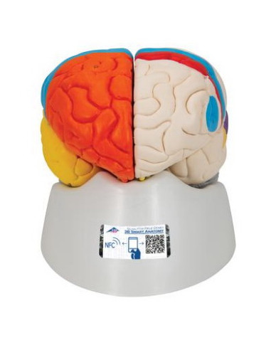 Mozak neuro-anatomski 8 dijela