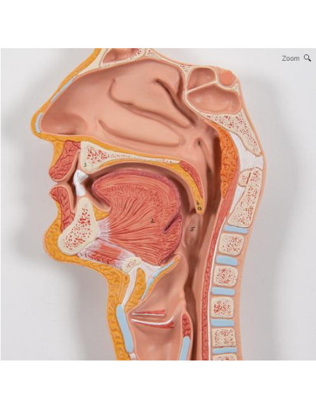 Probavni sustav, 3 dijela