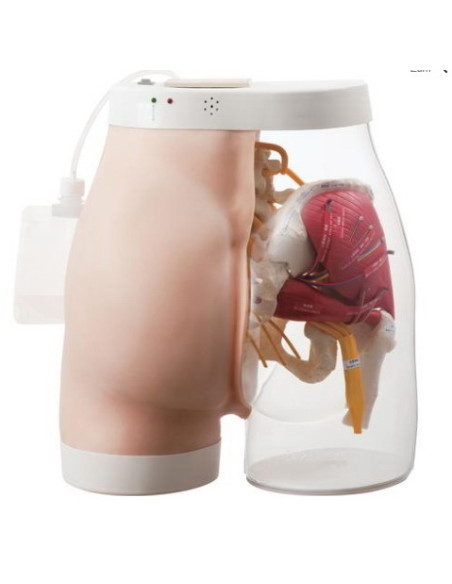 Simulator za I.M. injektiranje 2u1