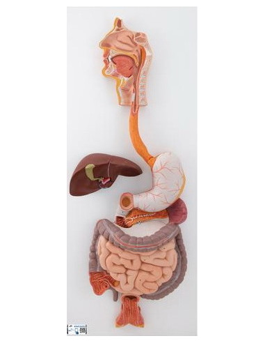 Probavni sustav, 3 dijela