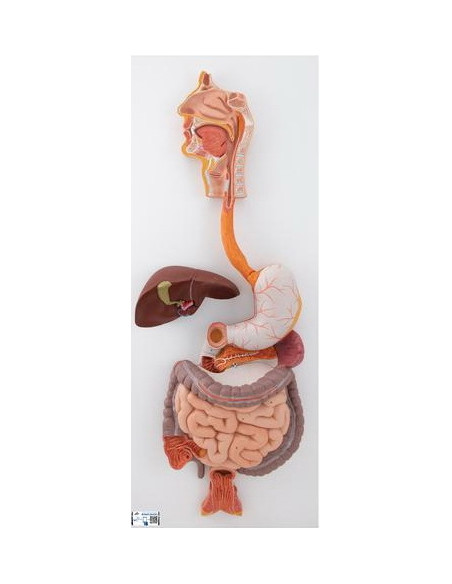 Probavni sustav, 3 dijela