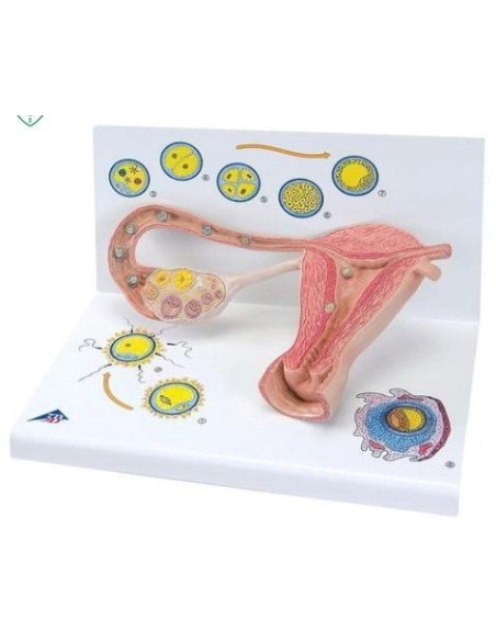 Prikaz oplodnje i razvoja embrija