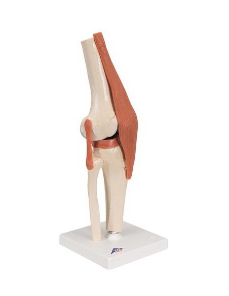 Zglob koljena, funkcionalni s ligamentima i hrskavicom