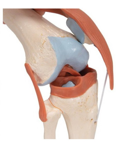 Zglob koljena, funkcionalni s ligamentima i hrskavicom