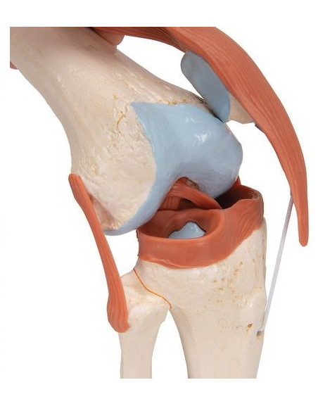 Zglob koljena, funkcionalni s ligamentima i hrskavicom
