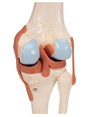 Zglob koljena, funkcionalni s ligamentima i hrskavicom