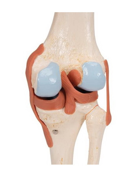 Zglob koljena, funkcionalni s ligamentima i hrskavicom