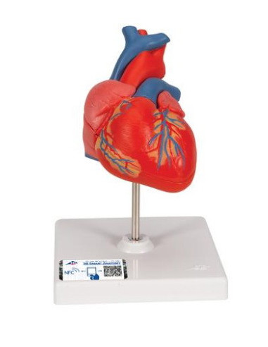 Srce klasično, 2 dijela