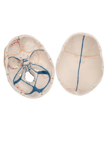 Lubanja s otvorenom čeljusti