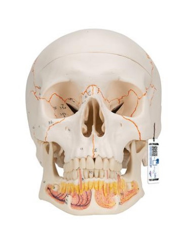 Lubanja s otvorenom čeljusti