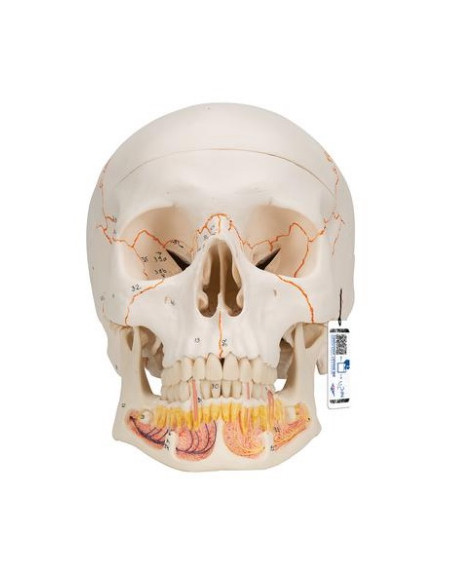 Lubanja s otvorenom čeljusti