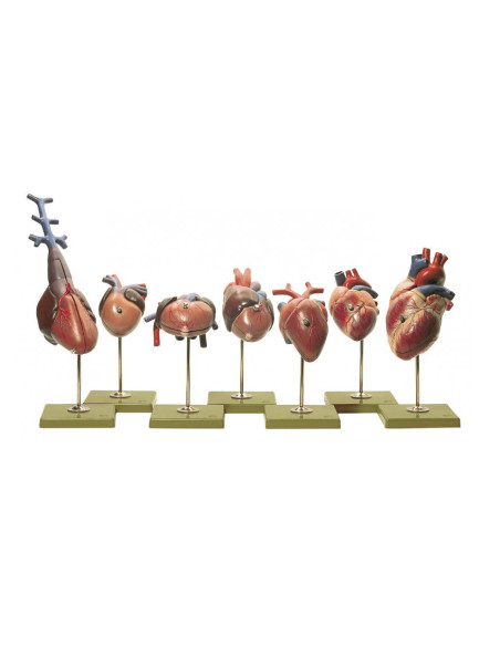 Modeli srca kralježnjaka