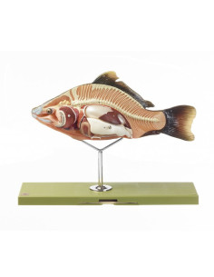 Model anatomije koštunjače