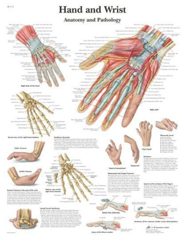 Ruka i zapešće (1171)
