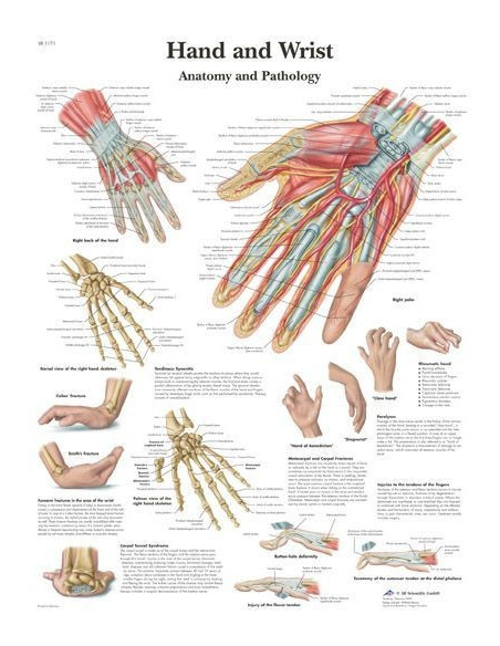 Ruka i zapešće (1171)