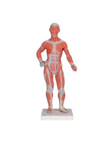 Muskulatura manja, 2 dijela