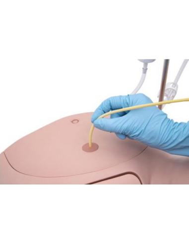 Simulator kateterizacije PRO - ženski